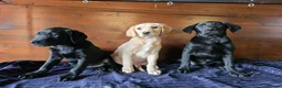 Labrador Retriever dogs for sale: Gorgeous litter of labrador puppies  - Advert 10
