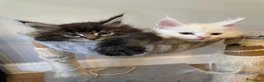 Maine Coon 3