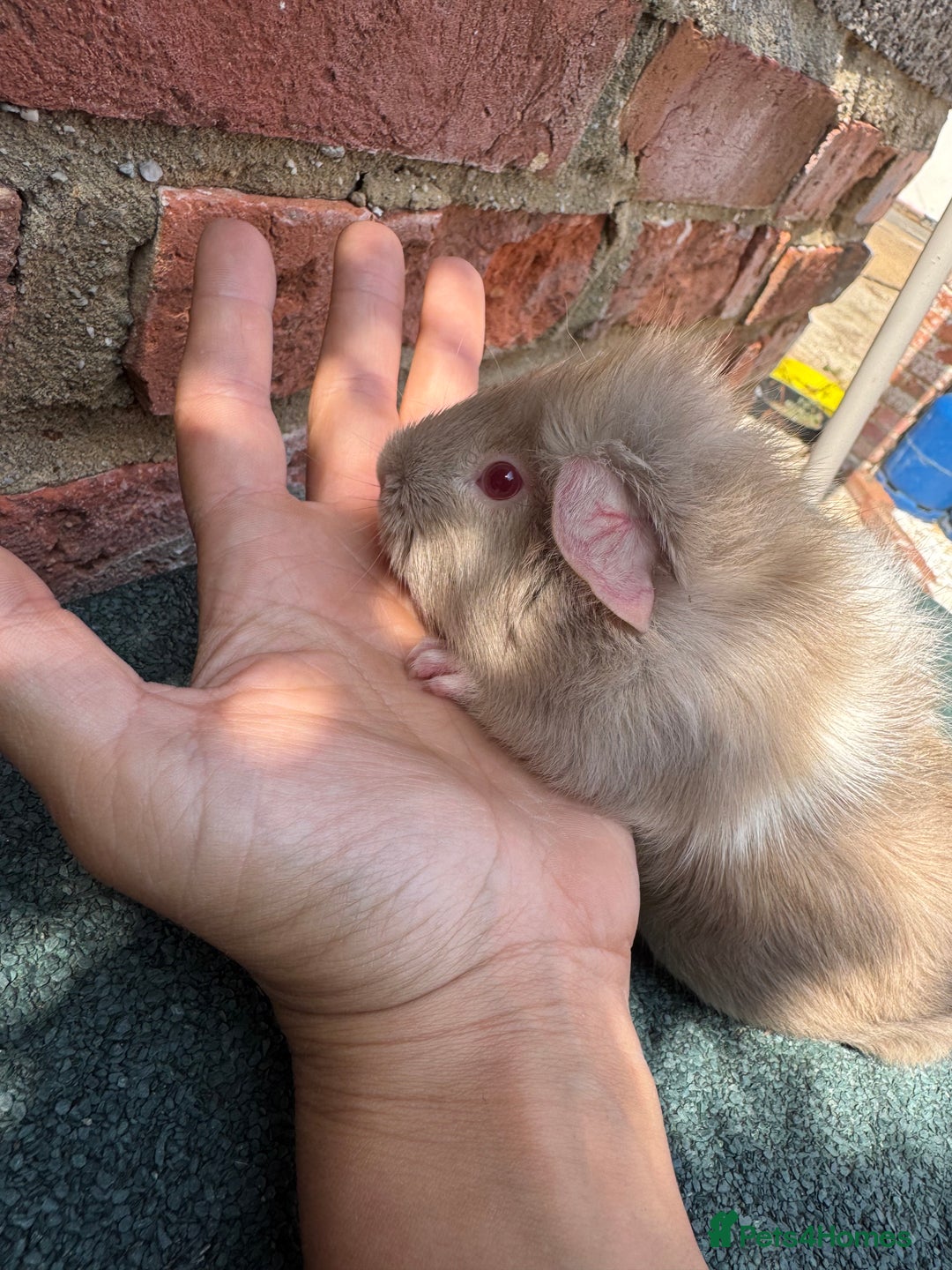 Guinea Pig rodents for sale: Guinea Pigs  - Image 13
