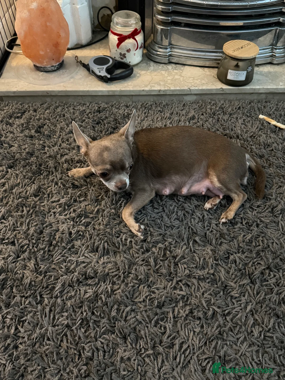Chihuahua dogs for sale: Chihuahua puppies  in West Bromwich - Advert 1