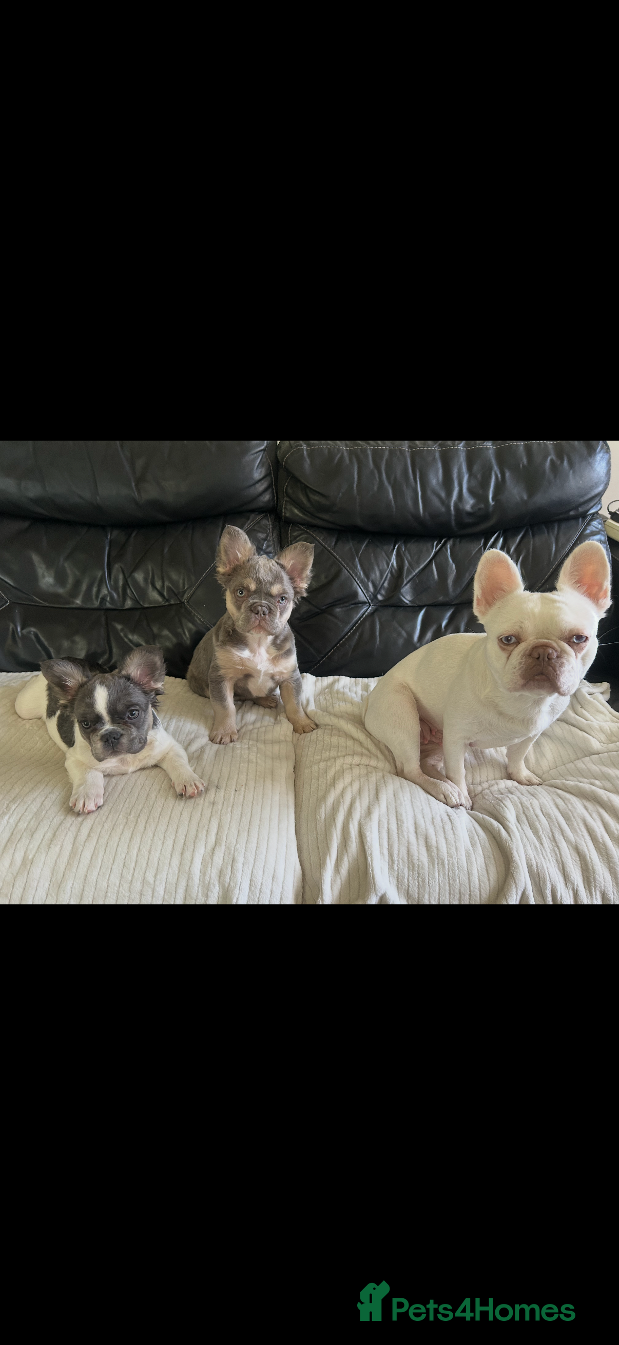 French Bulldog dogs Fluffy French Bulldogs - Advert 5