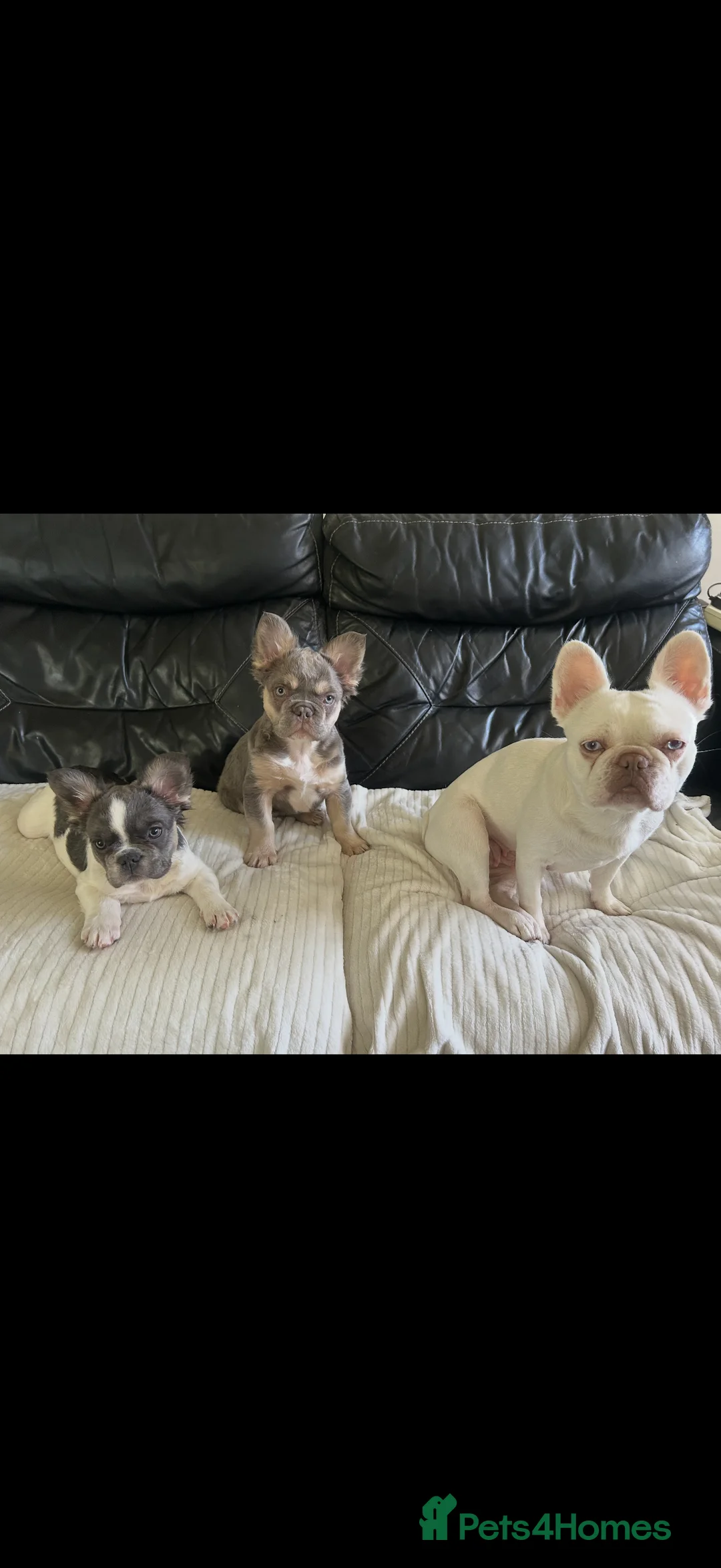 French Bulldog dogs for sale: Fluffy French Bulldogs - Advert 2