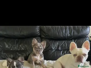 French Bulldog dogs Fluffy French Bulldogs - Advert 5