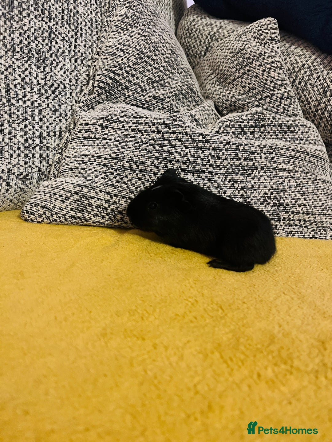 Guinea Pig rodents for sale: BABY SOW READY TO LEAVE  - Advert 3