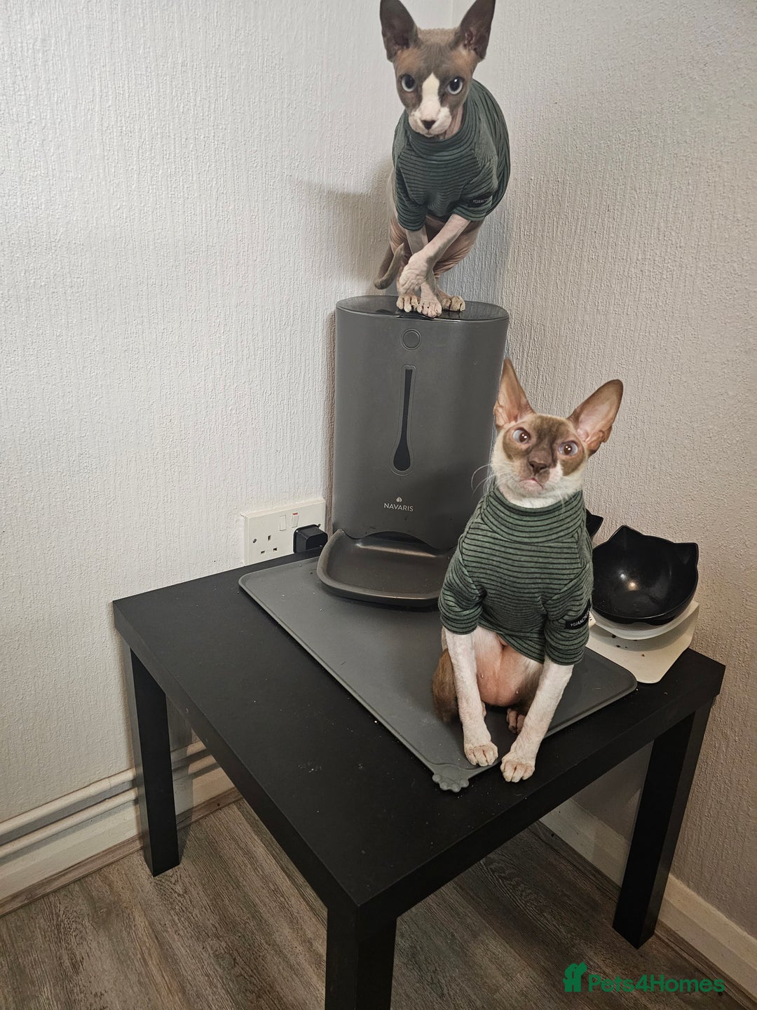 Cornish Rex cats for sale: Kira and Sushi - Image 3