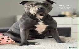 Staffordshire Bull Terrier dogs for sale: !!! Blue Staffordshire bull terriers !!! - Image 11