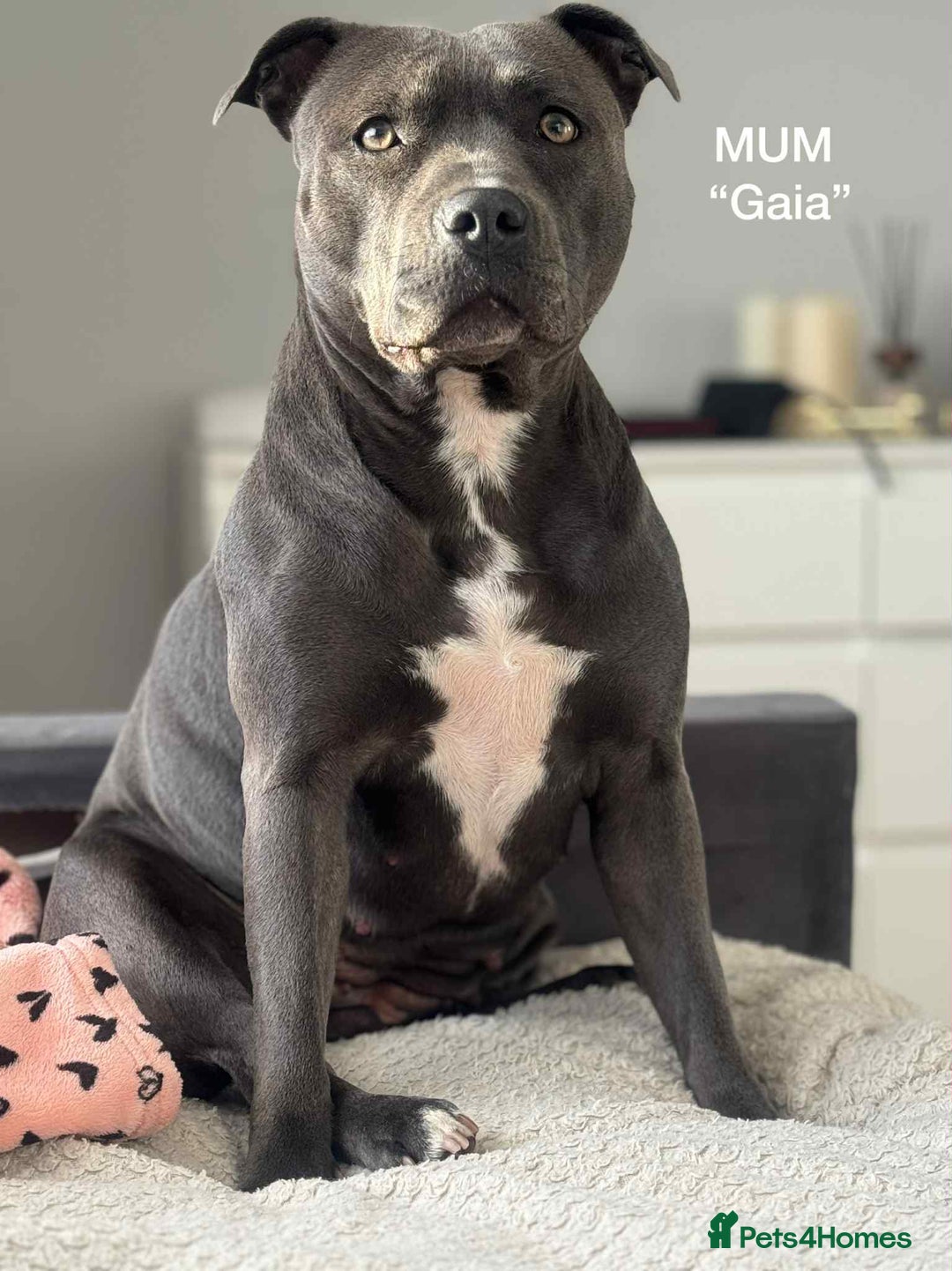Staffordshire Bull Terrier dogs for sale: !!! Blue Staffordshire bull terriers !!! - Image 11