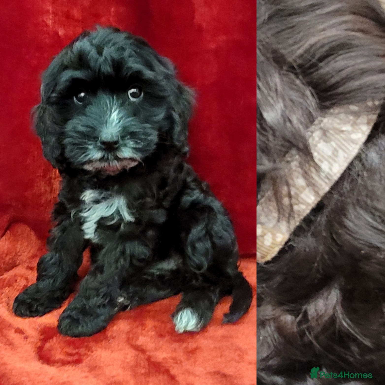 Cockapoo dogs 3 Stunning Black Girls F1 Show type cockapoos - Advert 7