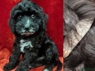 Cockapoo dogs - Advert 3