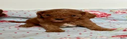 Cavapoo dogs for sale: Stunning red toy’s- Health Tested - KC parents - Advert 5