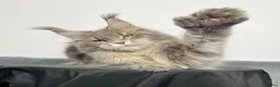 Maine Coon cats for sale: Russian Import Health Tested Loved Kittens - Advert 8