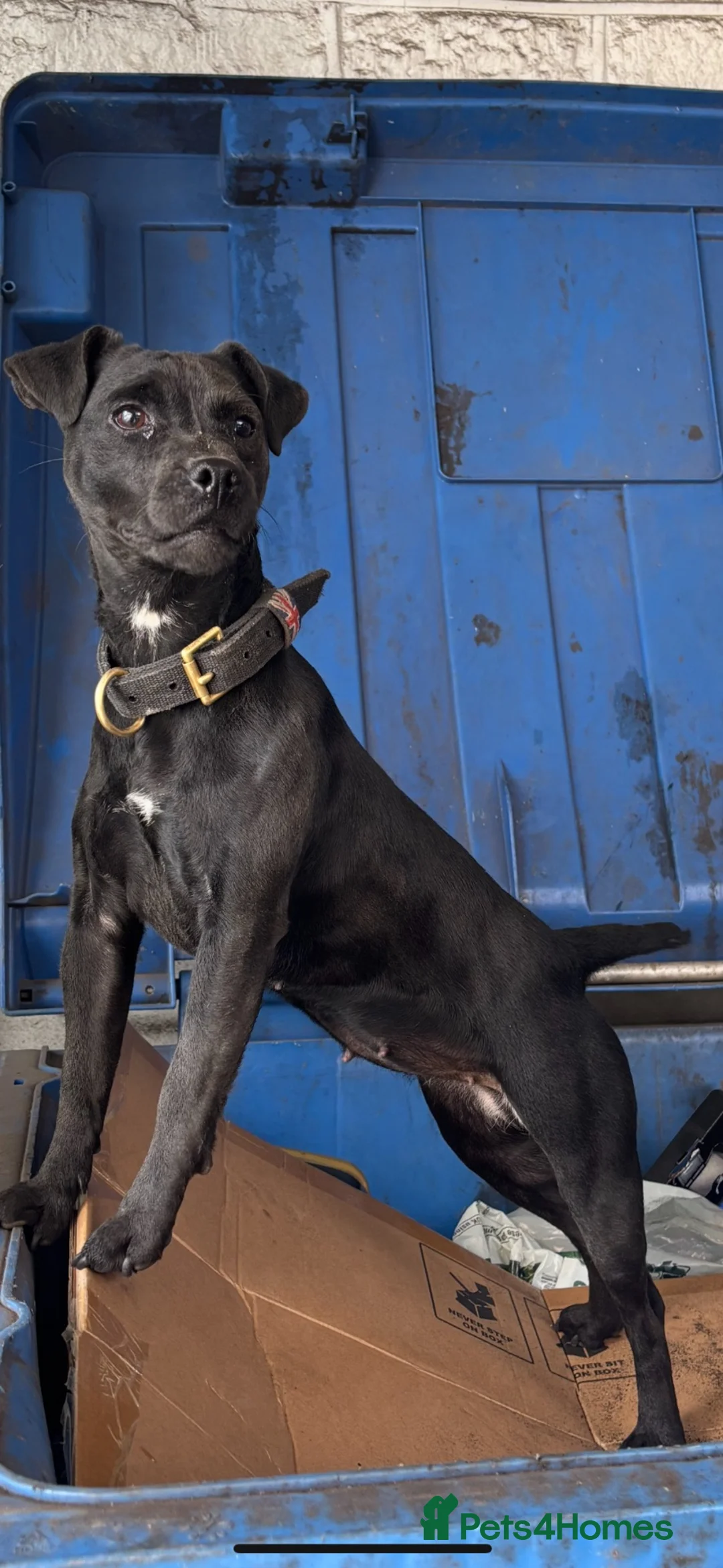 Patterdale Terrier dogs for sale: Patterdale terrier pups - Advert 2