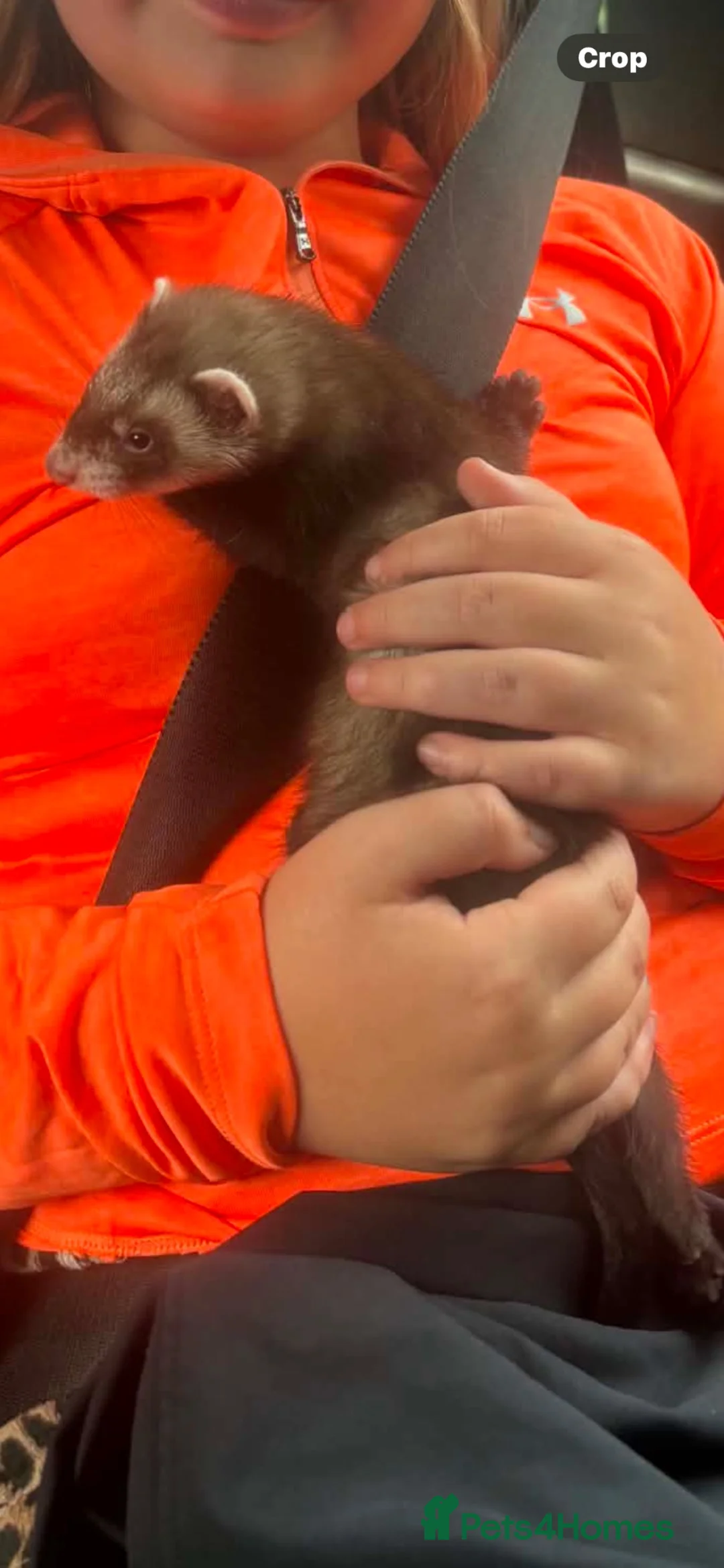 Ferret rodents for sale: Hob ferret  in Bradford - Advert 1