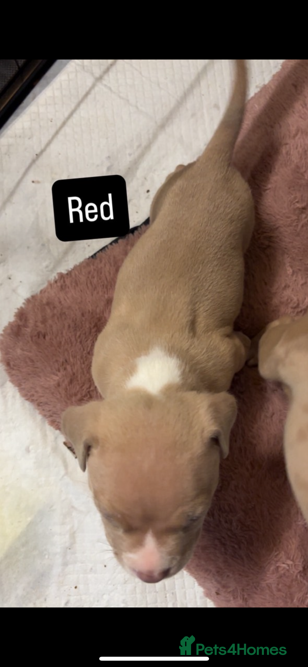 American Bully dogs for sale: AMERICAN POCKET BULLYS - Image 11