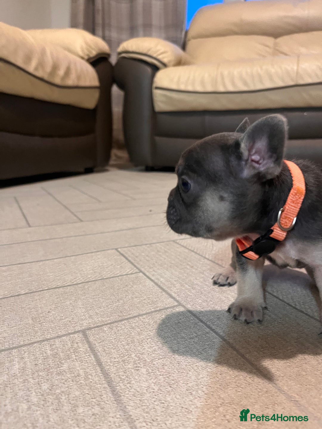 French Bulldog dogs for sale: Cutest frenchies pups  - Advert 22