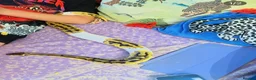 Python Snake reptiles for sale: VERY FRIENDLY Pastel Pied-bright yellow - Advert 5