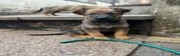 Mixed Breed dogs for sale: Loving puppies ready to leave  in Stoke-on-Trent - Advert 3