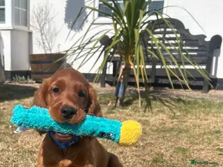 Mixed Breed dogs Ready now ☘️ Golden Irish puppies available ☘️ - Advert 1
