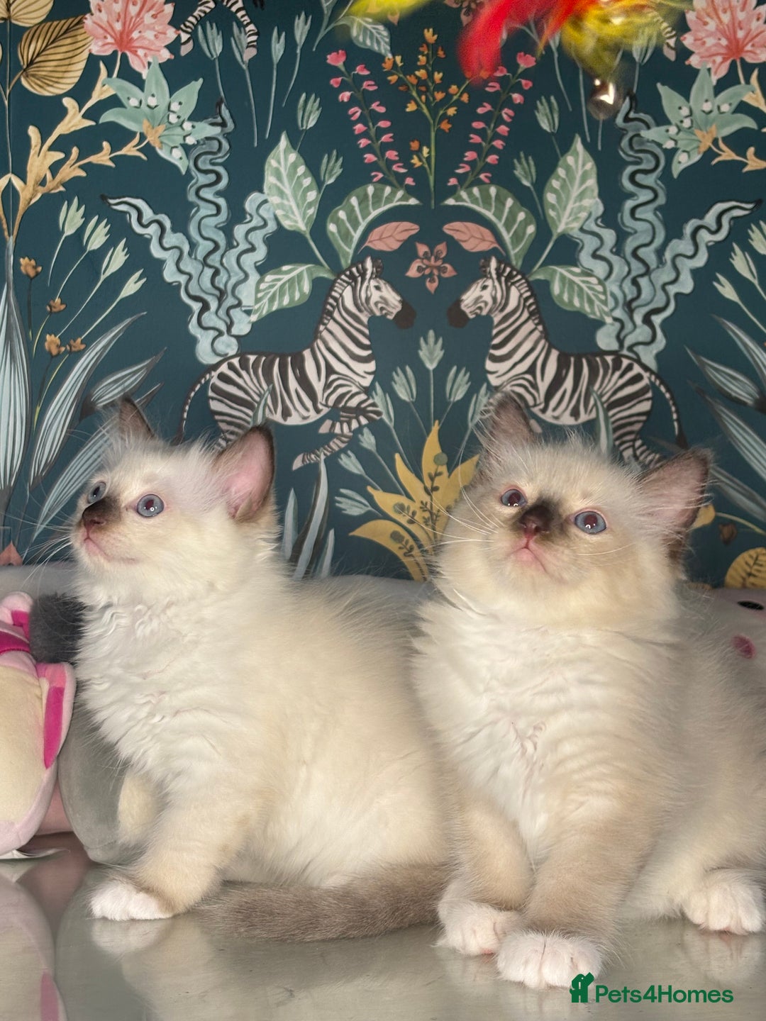 Ragdoll cats for sale: 🐱 💖 Stunning Ragdoll Kittens 💖 🐱  - Image 12
