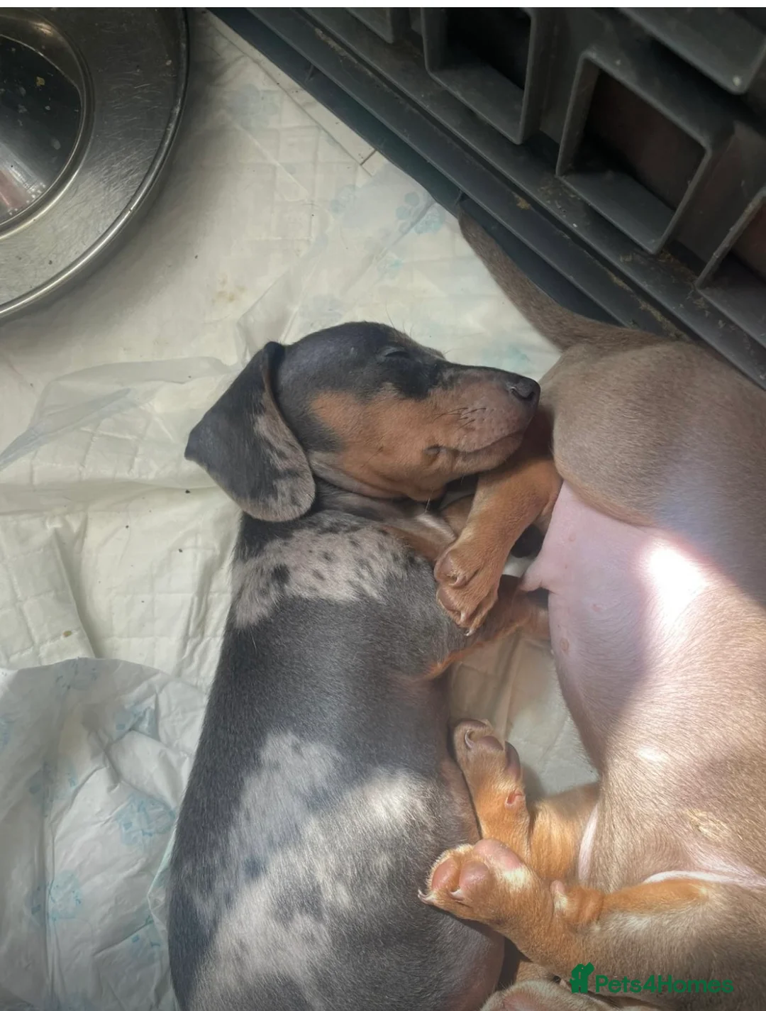 Dachshund dogs for sale: Miniature dachshund for sale - Advert 3