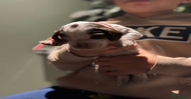 Cocker Spaniel dogs 8 beautiful show cocker puppies for sale - Advert 10