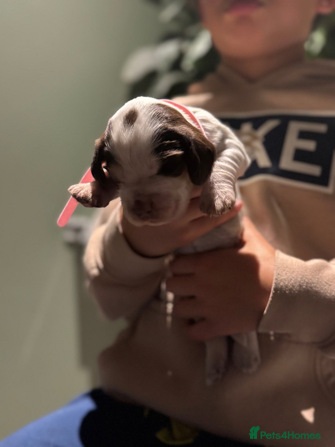 Cocker Spaniel dogs for sale: 8 beautiful show cocker puppies for sale - Advert 3