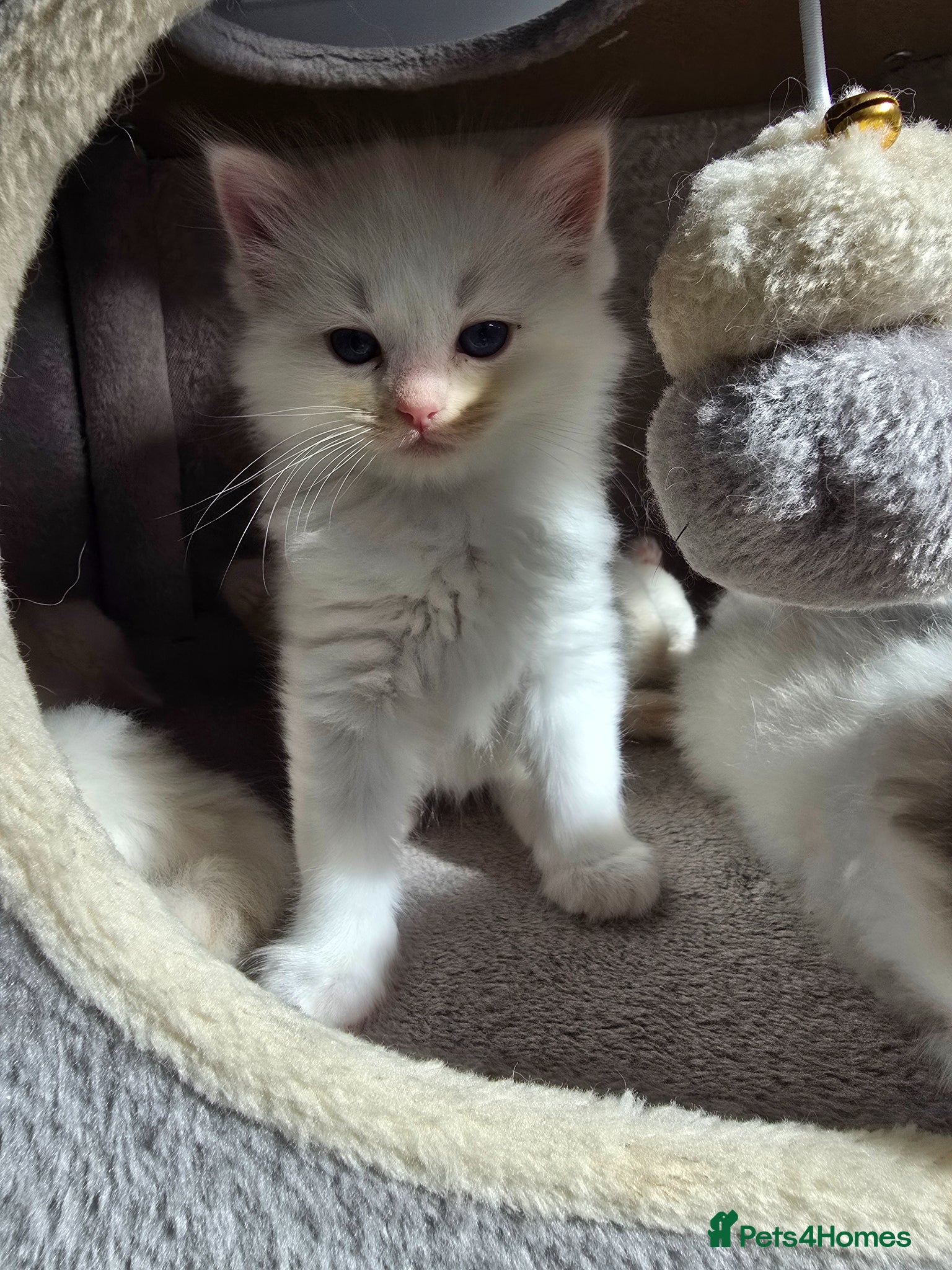 Ragdoll cats Stunning European bloodline kittens - Advert 7
