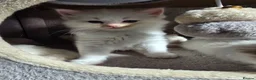 Ragdoll cats for sale: Stunning European bloodline kittens - Advert 13