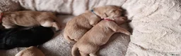 Goldador dogs for sale: Absolutely stunning Goldador puppies - Advert 5