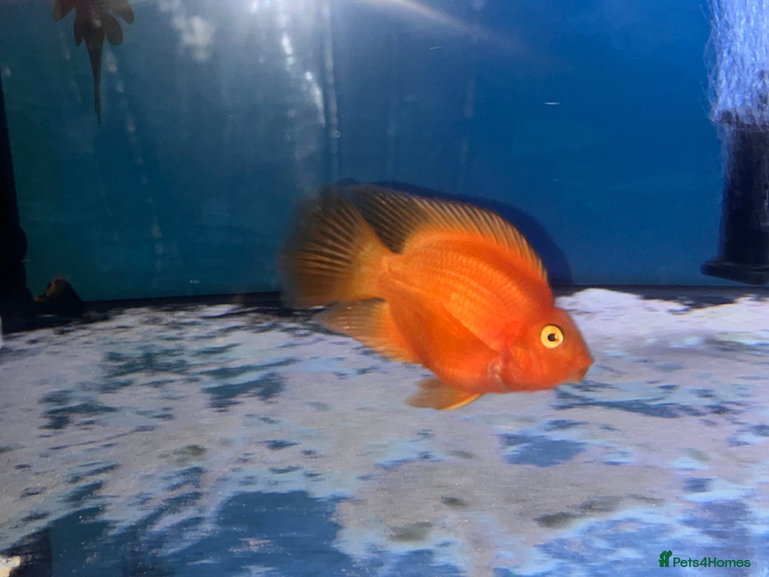 Other/Mixed Breed fish for sale: Snakehead and 2 parrot Cichilds - Image 4
