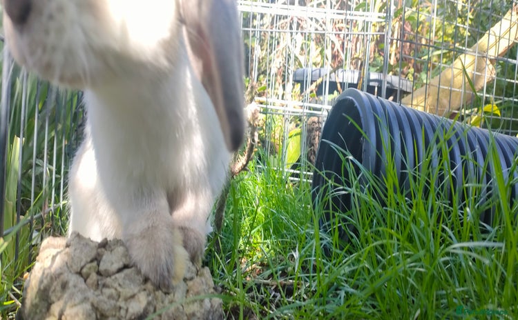 Mini Lop rabbits - Advert 16