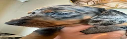 Miniature Dachshund dogs for sale: Adorable Miniature Dachshund Puppies - Advert 6