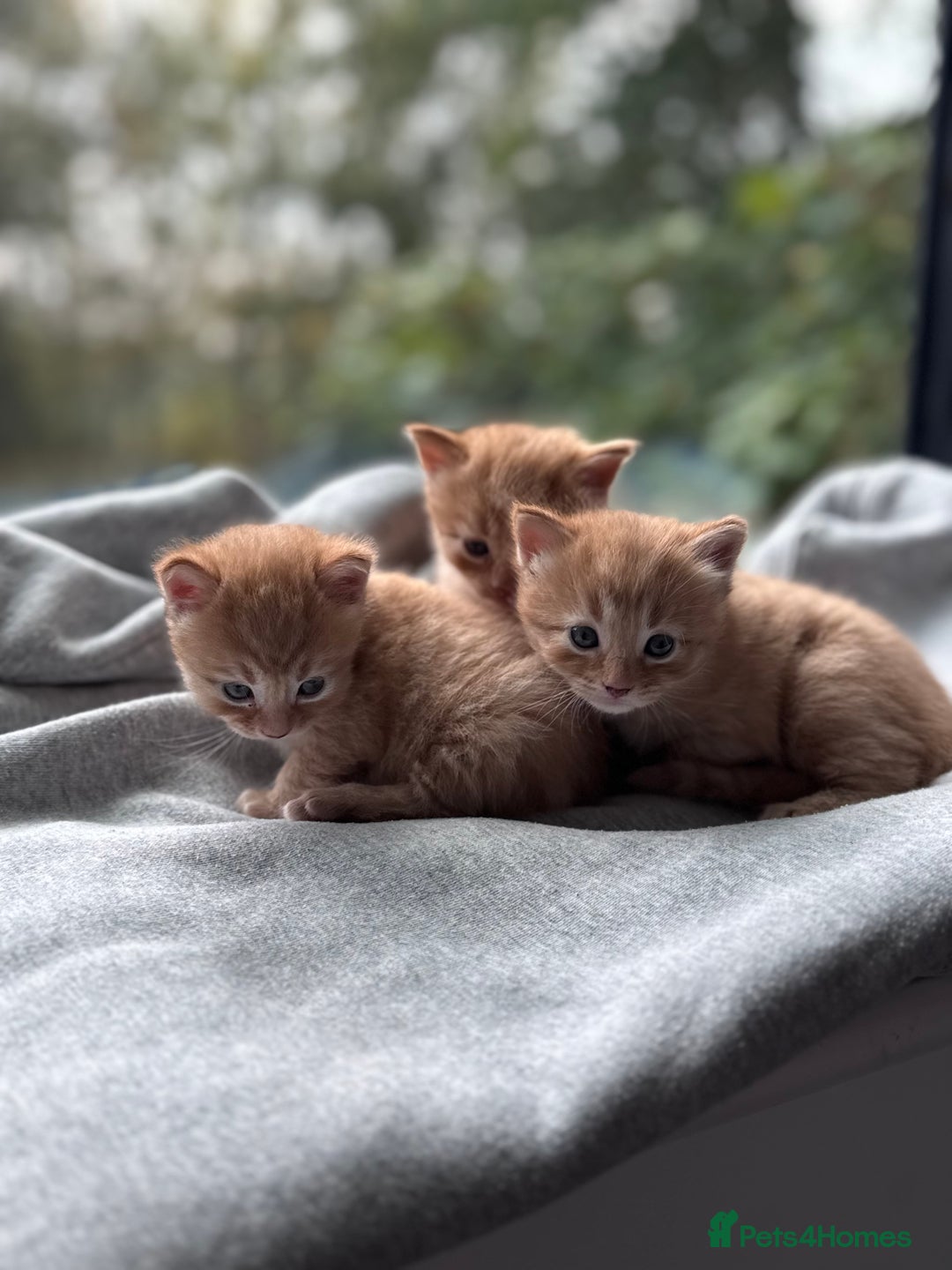 Domestic Shorthair cats for sale: Beautiful Ginger Kittens *READY TO LEAVE SOON* - Image 2