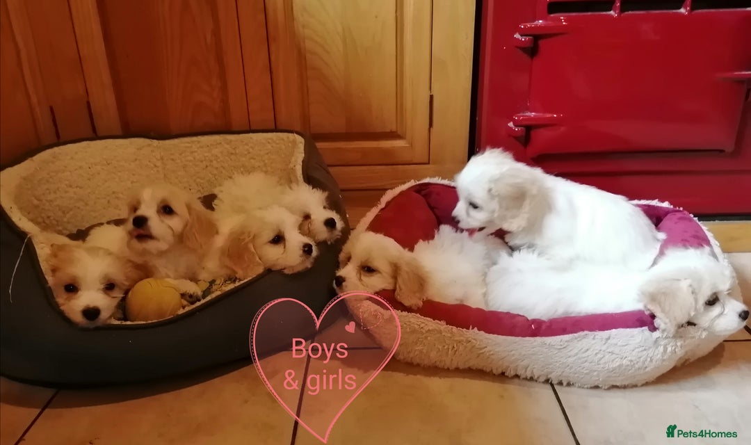 Cavachon dogs for sale: Cavachon Puppies - Image 30