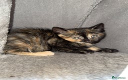 Bengal cats for sale: Kitten and mother for sale - Image 2