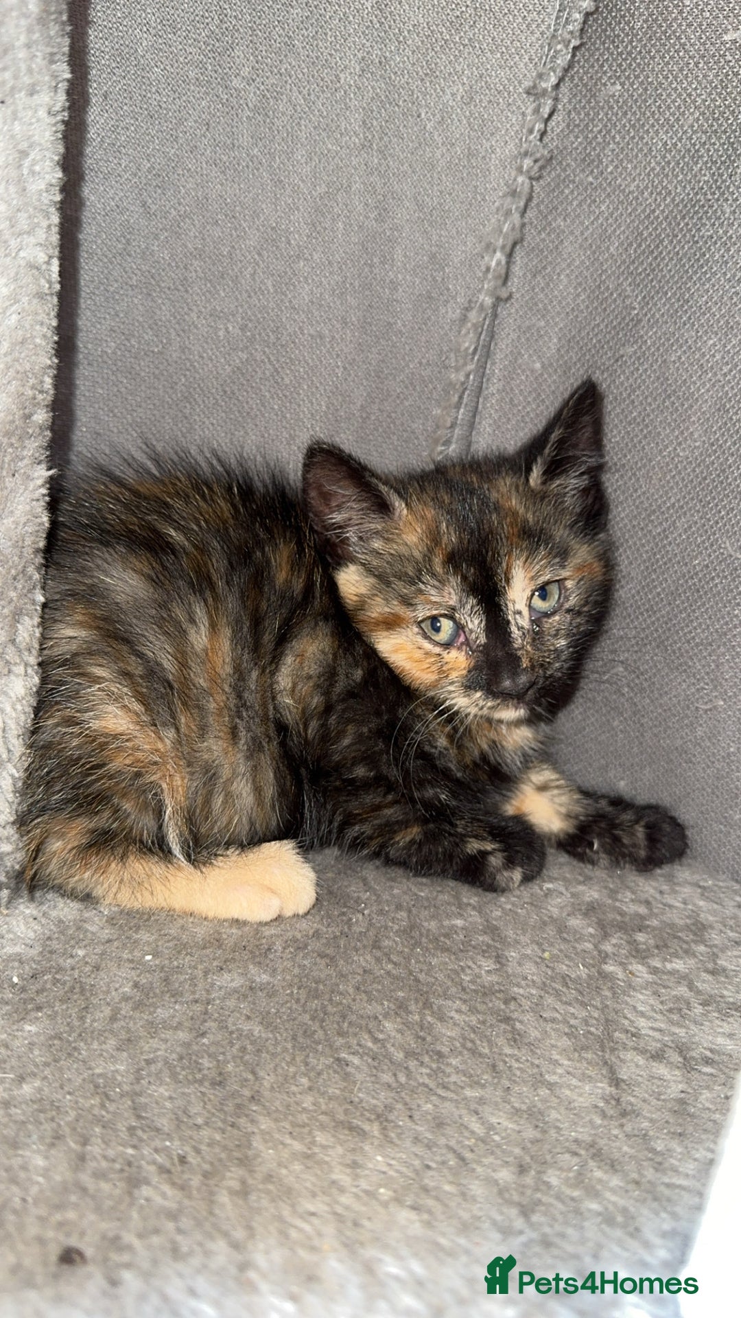 Bengal cats for sale: Kitten and mother for sale - Image 2