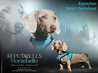 Dachshund dogs KC Isabella Rabbit Dachshund 2.7kg in Basildon - Advert 21