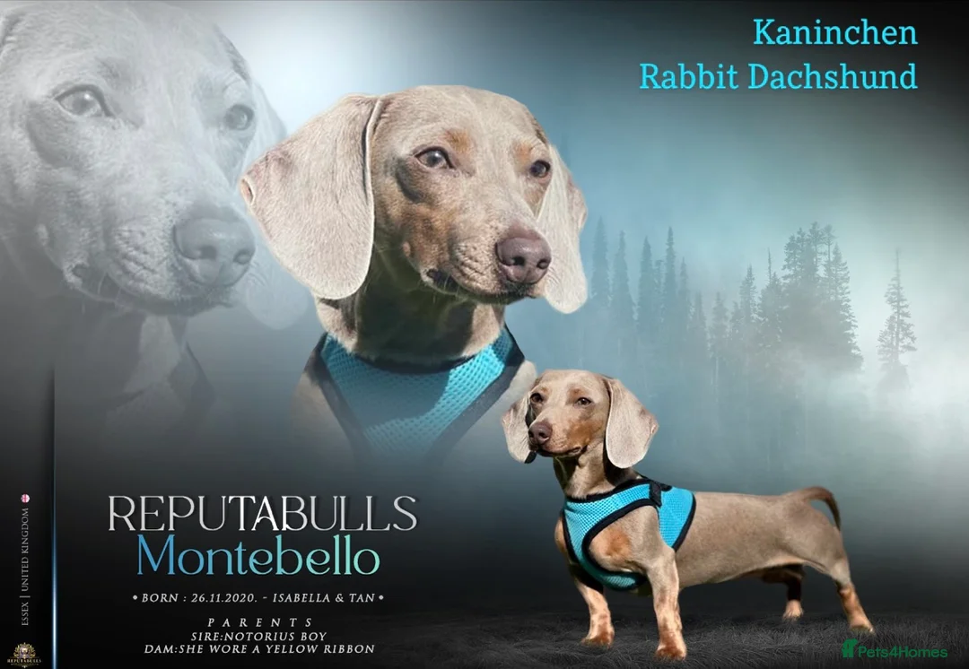 Dachshund dogs for stud: KC Isabella Rabbit Dachshund 2.7kg in Basildon - Advert 1