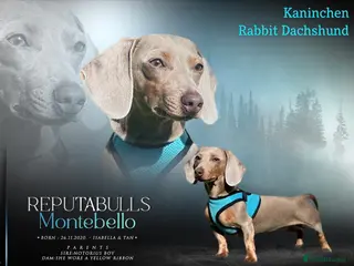 Dachshund dogs KC Isabella Rabbit Dachshund 2.7kg in Basildon - Advert 11