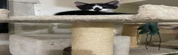 Scottish Fold cats for sale: Scottish fold cross for sale  - Advert 8