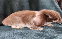 Mini Lion Lop rabbits for sale: beautiful mini sm lion lops and mini lops - Image 17