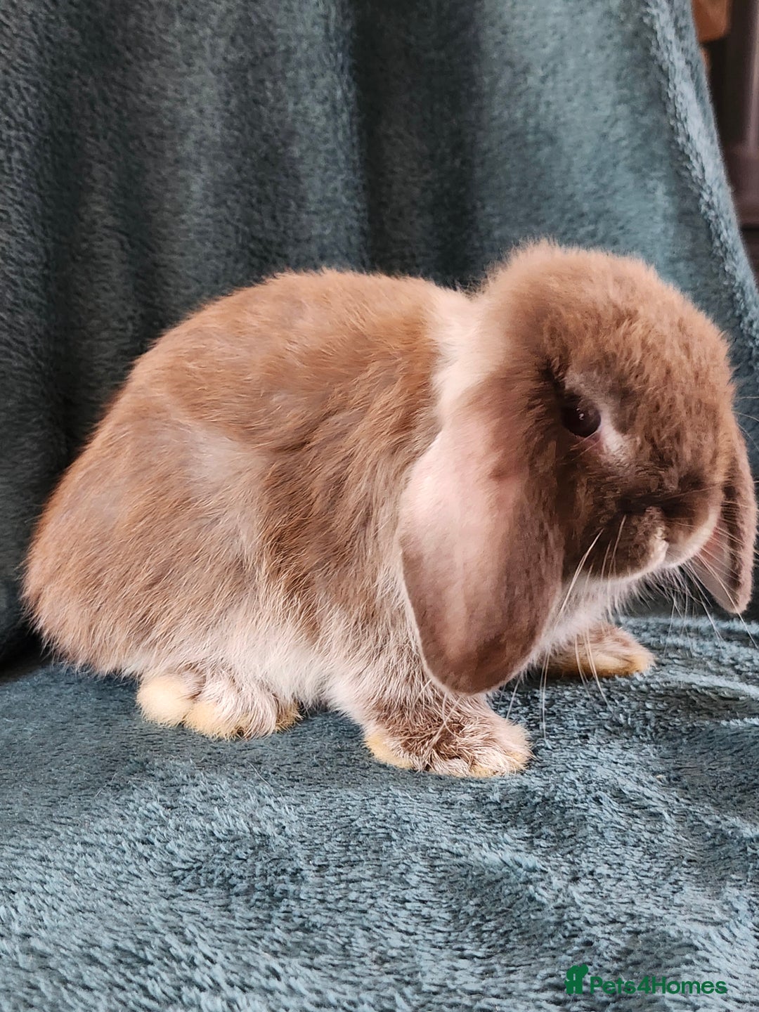 Mini Lion Lop rabbits for sale: beautiful mini sm lion lops and mini lops - Image 17