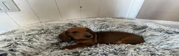 Miniature Dachshund dogs for sale: Miniature dachshund puppies - Advert 26