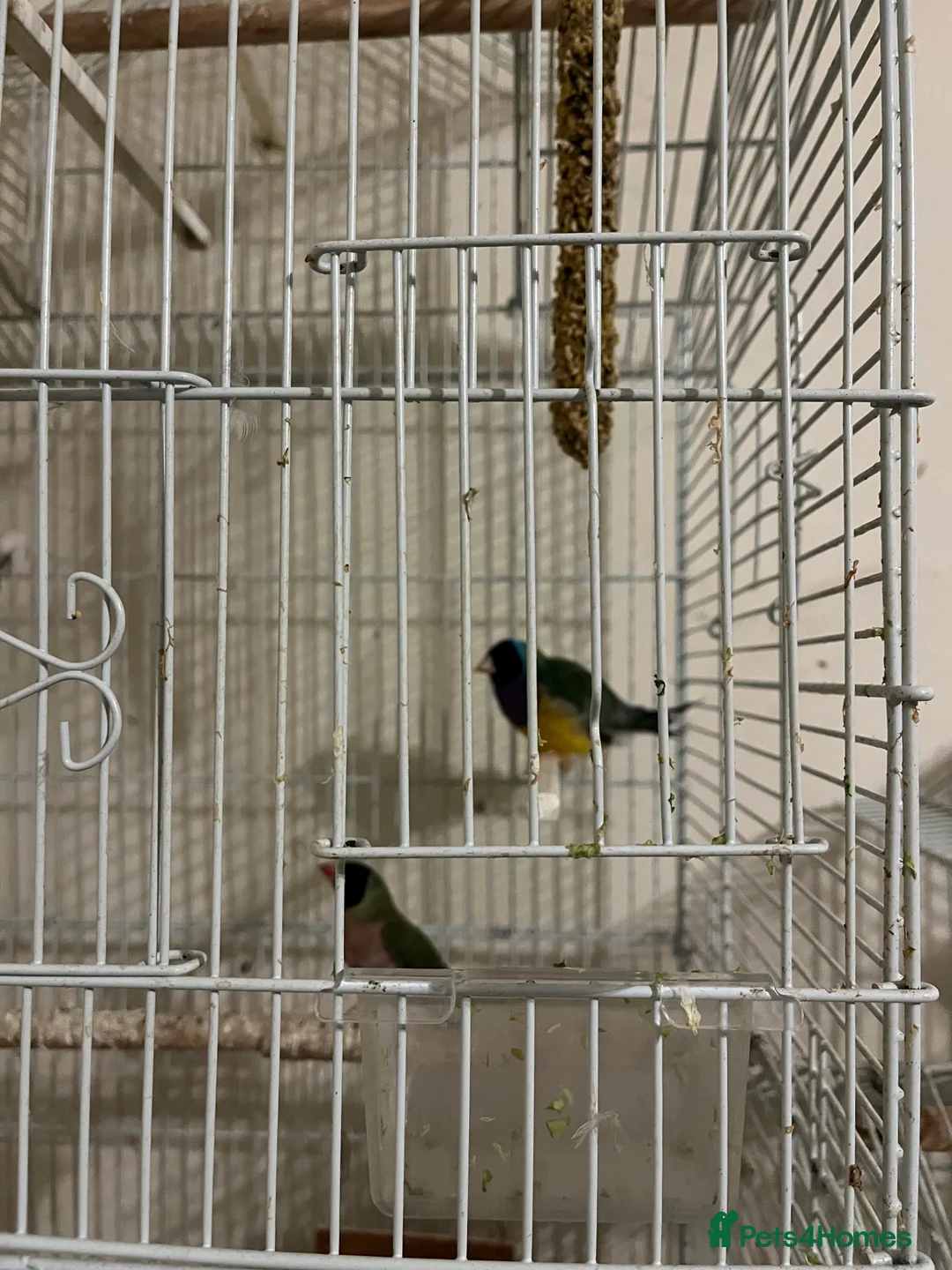 Finches birds for sale: Australian finches - Advert 2