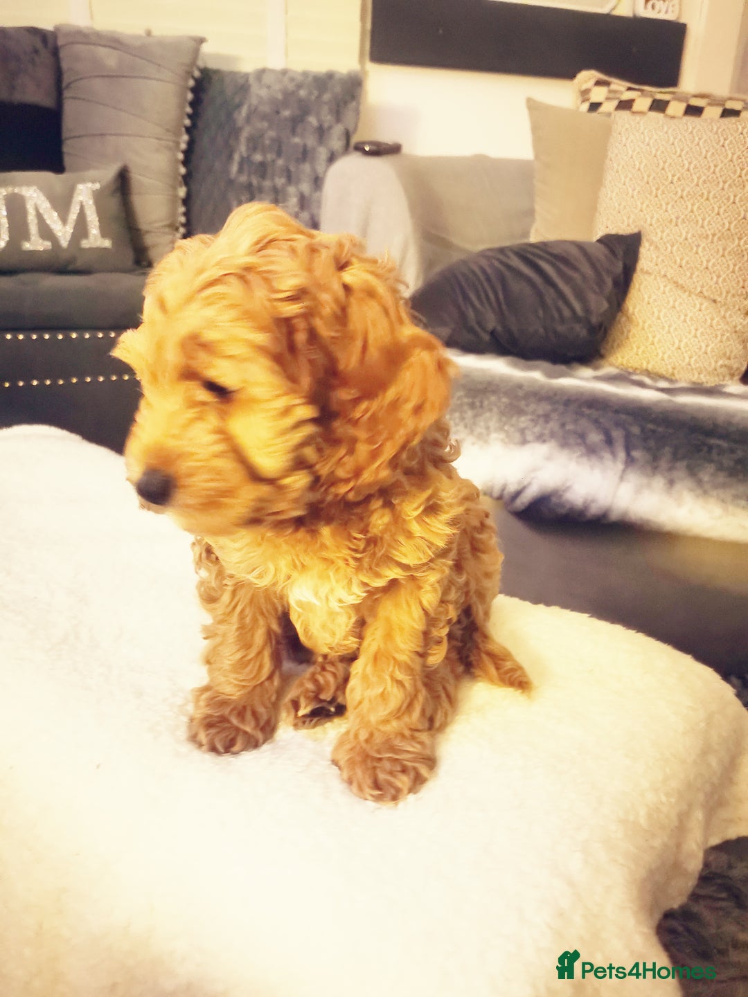 Cockapoo dogs for sale: 9 week old cocokerpoo - Advert 1