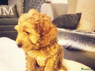 Cockapoo dogs 9 week old cocokerpoo - Advert 1