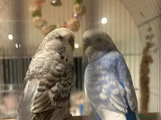 Budgerigars birds 3 male hand-tamed budgies needing a loving home💙 - Advert 1