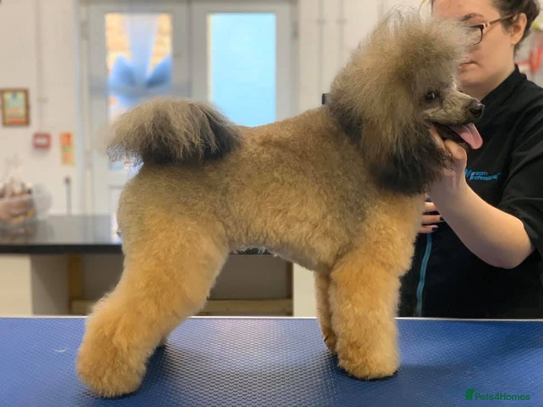 Toy Poodle dogs for stud: Kennel club registered Toy poodle in Hoddesdon - Image 3