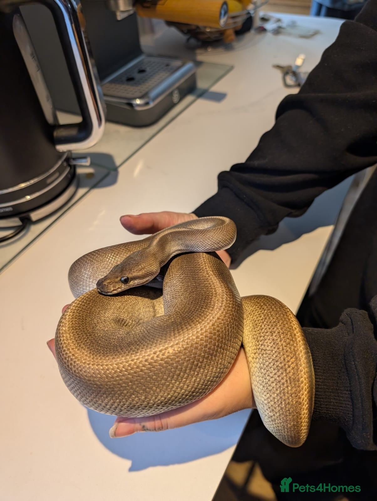 Python Snake reptiles Churro ✨️ Cinnamon Ball Python in Deal - Advert 1