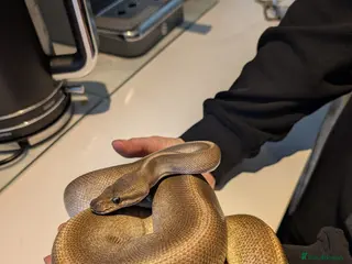 Python Snake reptiles Churro ✨️ Cinnamon Ball Python in Deal - Advert 1